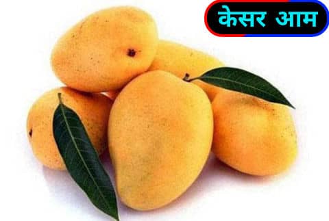 केसर आम / Kesar Mangoes.