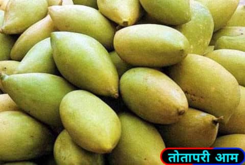तोतापरी आम / Totapuri Mangoes.