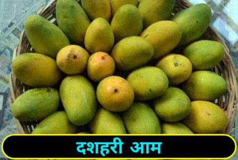 आम का पेड़ कितने सालों में फल देता है | दशहरी आम
