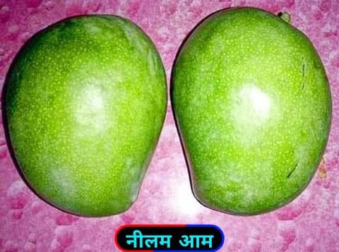 नीलम / Neelam Mangoes.