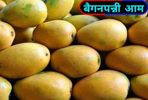 बैगनपल्ली या सफेदा / Benganapalli or Safeda.