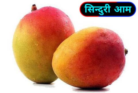 सिंदुरा / Sindura Mangoes.