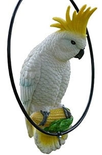 Cockatoo