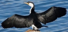 Cormorant