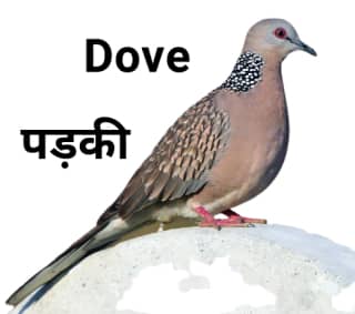 Dove पड़की