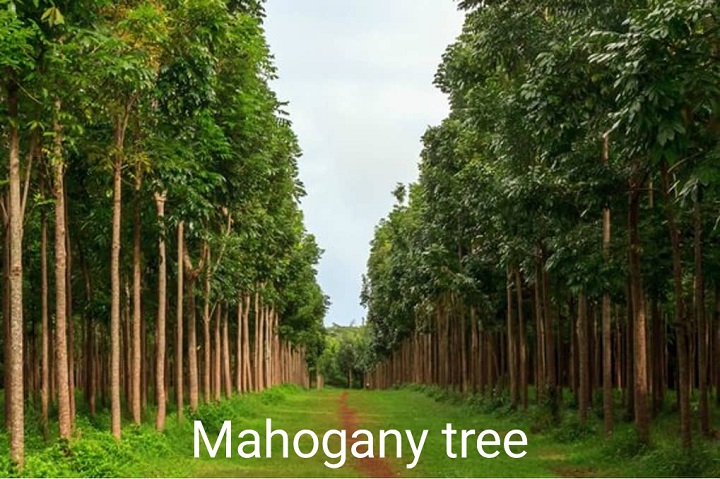 महोगनी की खेती कैसे करे? Mahogany tree farming in india