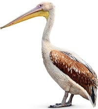 Pelican