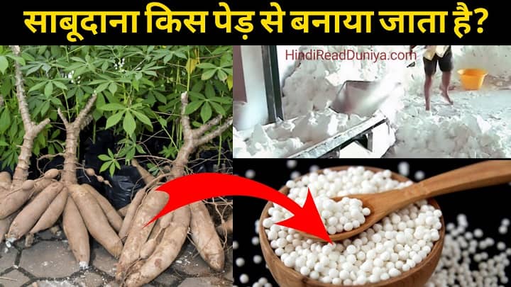 साबूदाना किससे और कैसे बनता है? साबूदाना किससे और कैसे बनता है?