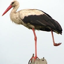 Stork