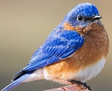 bluebird