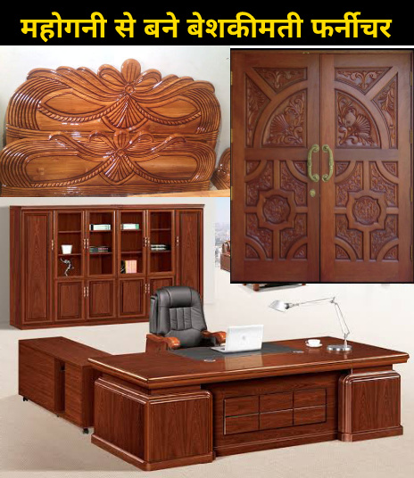 महोगनी से बने कीमती व मजबूत फर्नीचर Mahogany tree uses in hindi