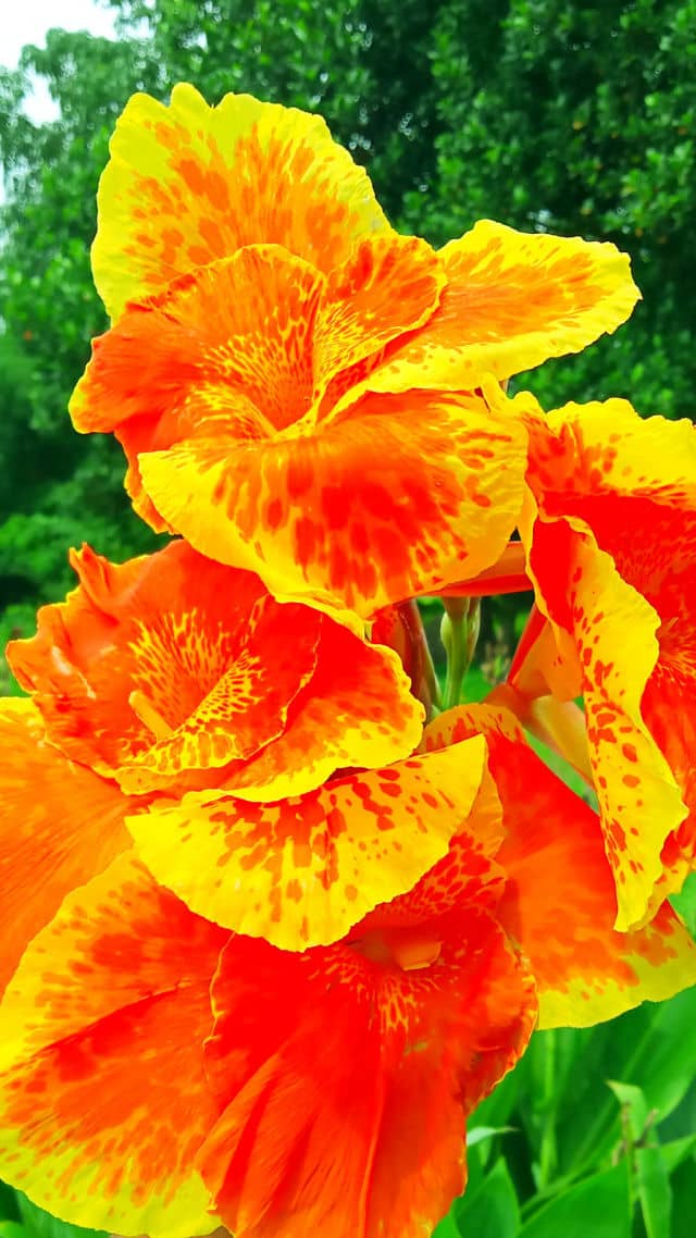 Vaijanti phool Vaijanti phool, vaijanti ka phool