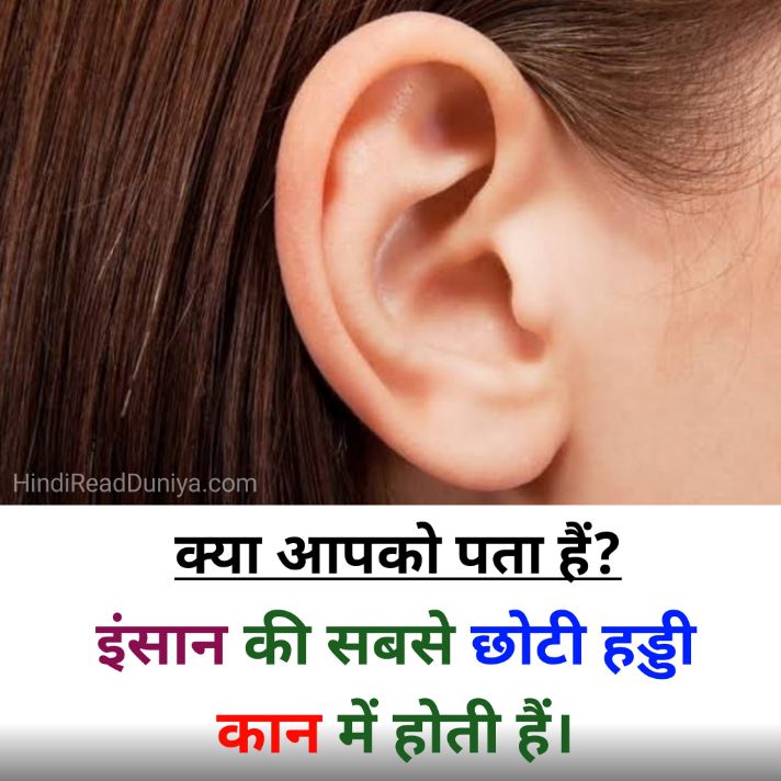 की सबसे छोटी हड्डी कहाँ होती है