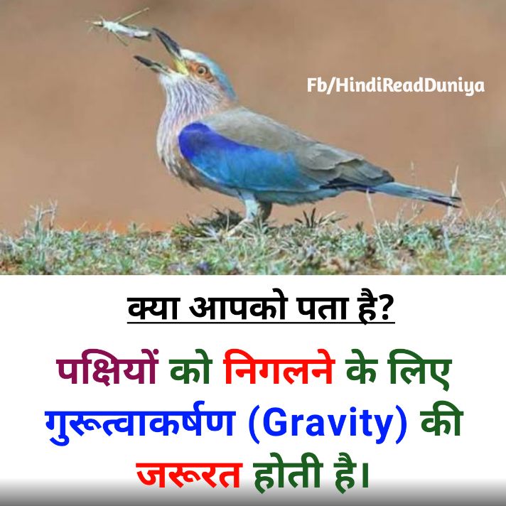 पक्षियों को भोजन निगलने के लिए किसकी जरूरत होती है?