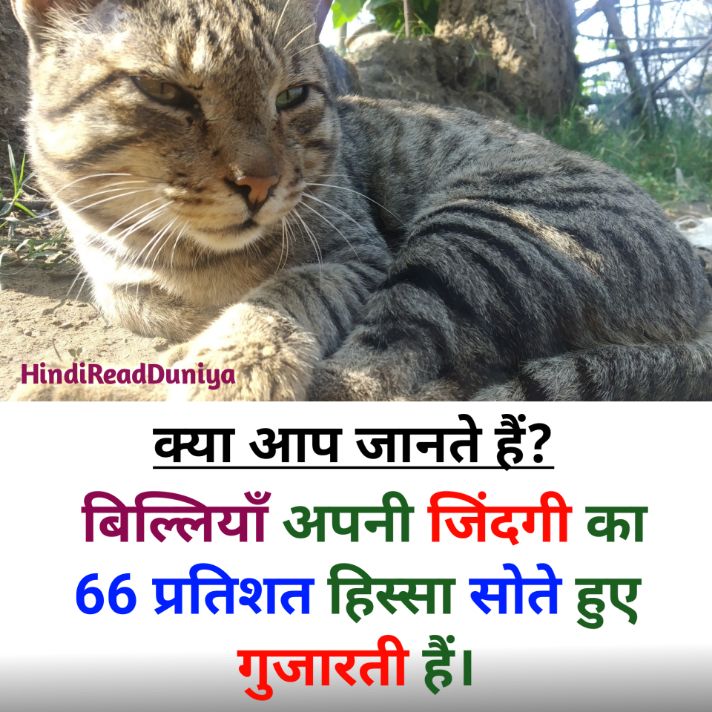 बिल्लियां अपने जीवन का कितना प्रतिशत सोने में गुजारती हैं? रोचक तथ्य फोटो, Hindi fact question answer