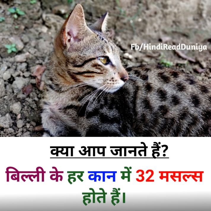 बिल्ली के कान में कितने मसल्स होते हैं? रोचक तथ्य फोटो, Hindi fact question answer