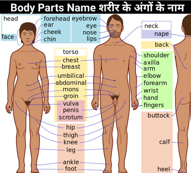 100 Body Parts Name in Hindi And English | शरीर के अंगों के नाम हिंदी और इंग्लिश में