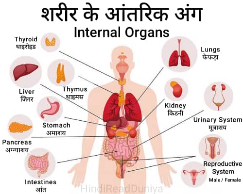 internal body parts name with picture in english and hindi - मानव शरीर के आंतरिक अंगों के नाम hindi me