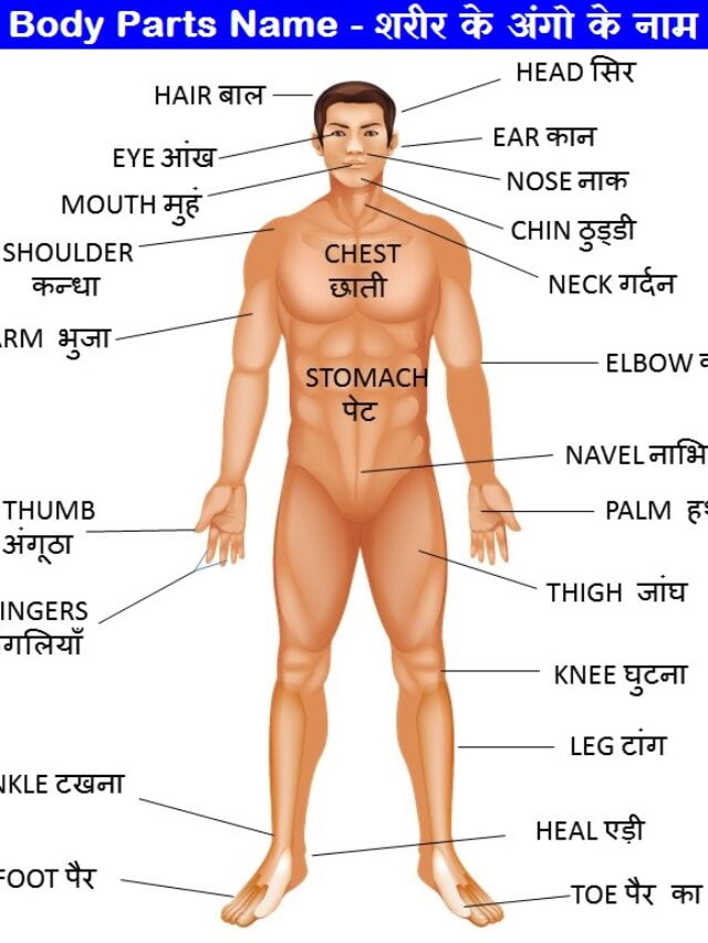 cropped-Human-body_parts-Name.jpg