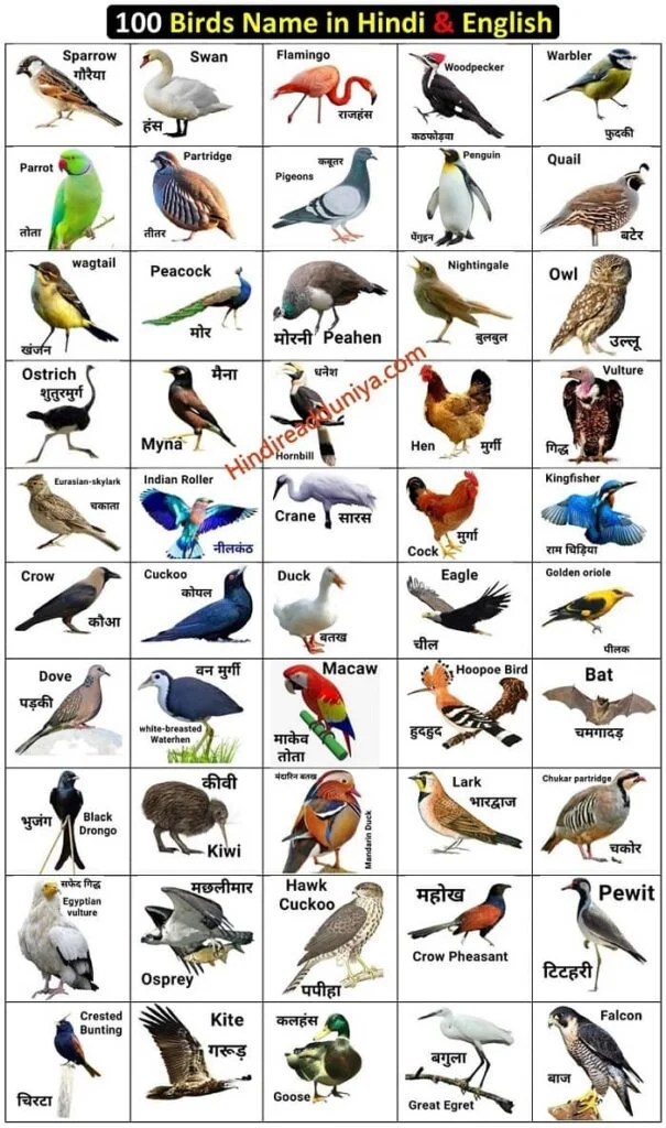 100 birds name list hindi and english