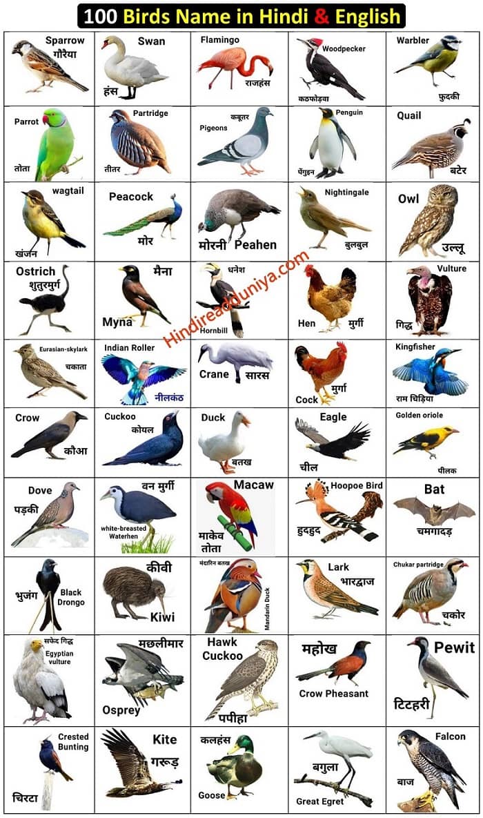 100 birds name list hindi and english