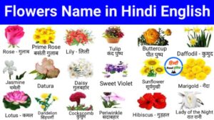 Animals Name in English A to Z | N se Animal Name in English » Hindi ...