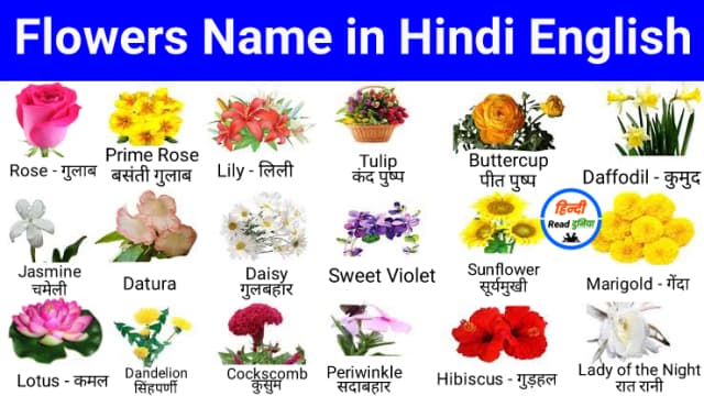 100 Flowers Name in Hindi and English | फूलों के नाम हिंदी में और इंग्लिश में