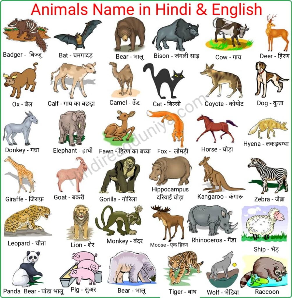 100 Animals Name in Hindi and English with Pictures | जानवरों के नाम