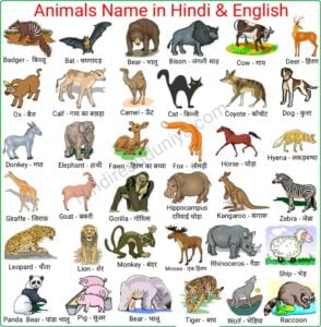 Animals Name in English A to Z | N se Animal Name in English » Hindi Read  Duniya