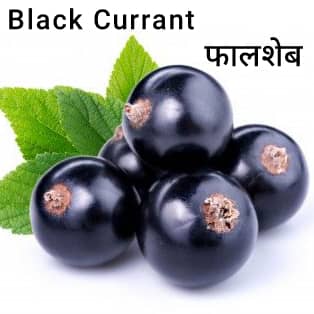 Black-Currant-फालशेब