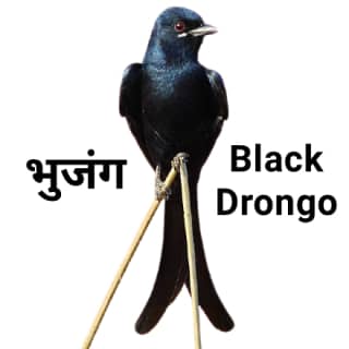 Black drongo भुजंग
