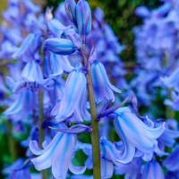 Bluebell Flower