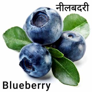 Blueberry-नीलबदरी