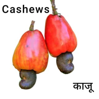 Cashews-काजू