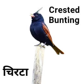 Crested-Bunting-चिरटा