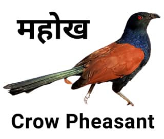 Crow pheasant महोख