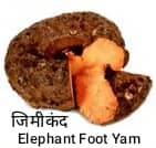 Elephant Foot Yam