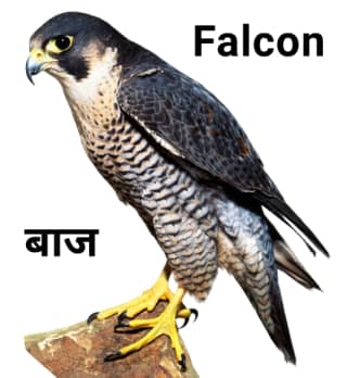 Falcon-बाज