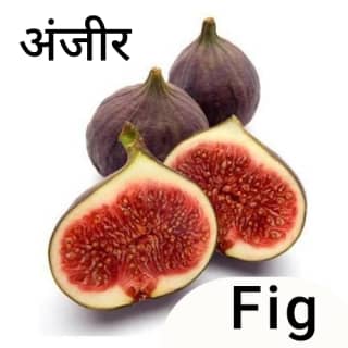 Fig-अंजीर