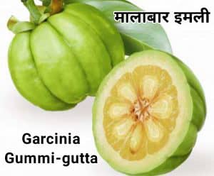 Garcinia Gummi-Gutta
