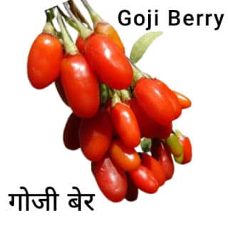 Goji-berry-गोजी-बेरी