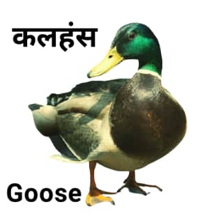 information about goose bird essay in hindi