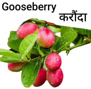 Gooseberry-करौंदा