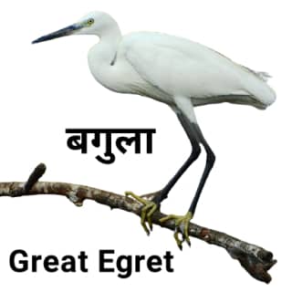 Great-egret बगुला