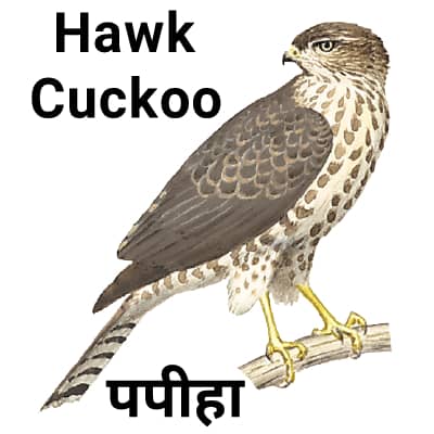 Hawk-Cuckoo-पपीहा