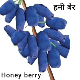 Honeyberry-हनी-बेर