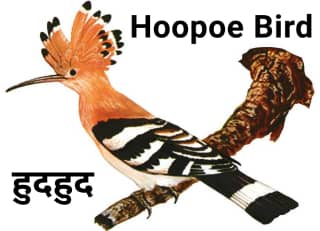 Hoopoe हुदहुद
