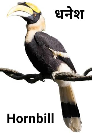 Hornbill-धनेश