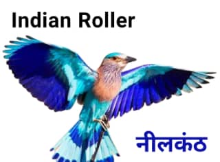 Indian-roller नीलकंठ