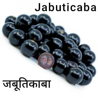Jabuticaba जबूतिकाबा